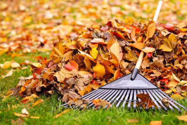 Cost of Leaves Removal in Port Orchard