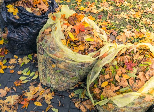 Cost of Yard Cleanup Service in Port Orchard