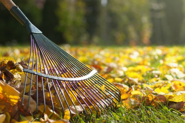 Cost of Leaf Raking Service in Port Orchard