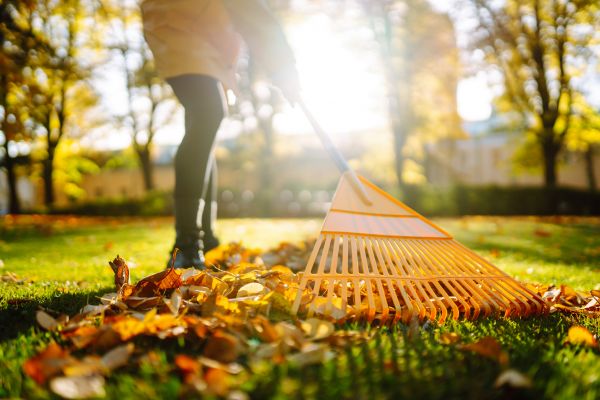 Cost of Leaves Raking in Port Orchard