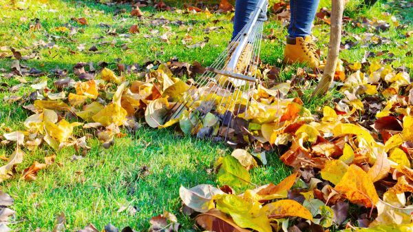 Cost of Lawn Cleanup Service in Port Orchard