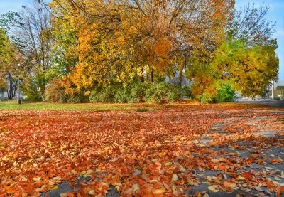 Autumn Lawn with Mulched Leaves