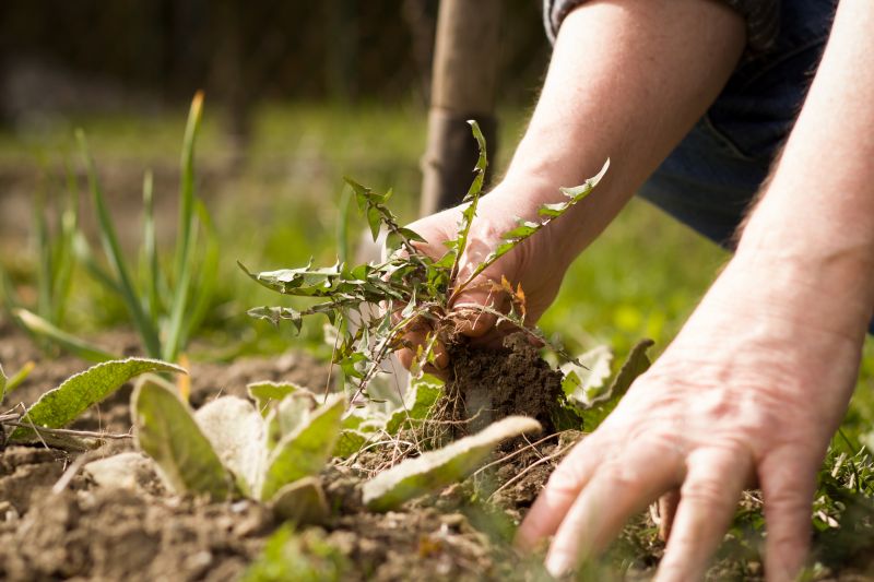 Garden Deweeding detail